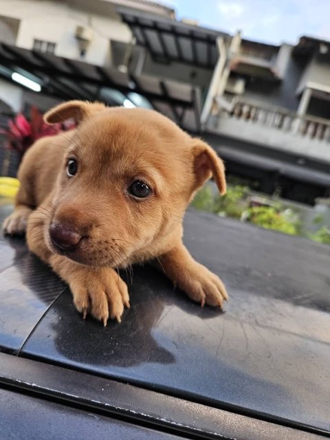 Mini - Mixed Breed Dog