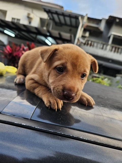 Mini - Mixed Breed Dog