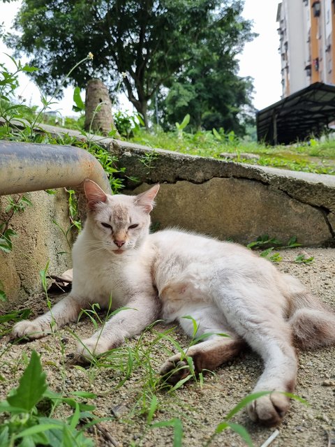 Lovely Family  - Domestic Medium Hair Cat