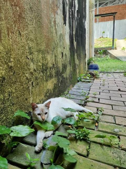 Lovely Family  - Domestic Medium Hair Cat