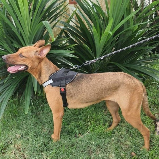 Hana - (Spayed)  - German Pinscher Mix Dog