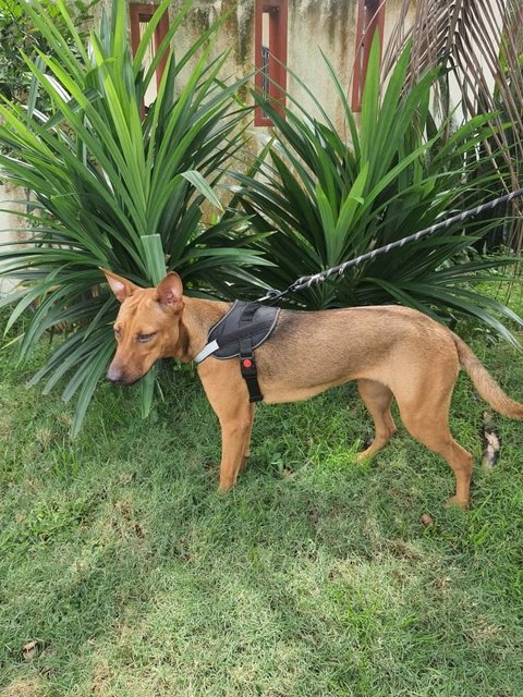 Hana - (Spayed)  - German Pinscher Mix Dog