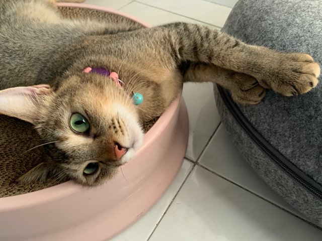 Sweet-faced Choki - Domestic Short Hair Cat