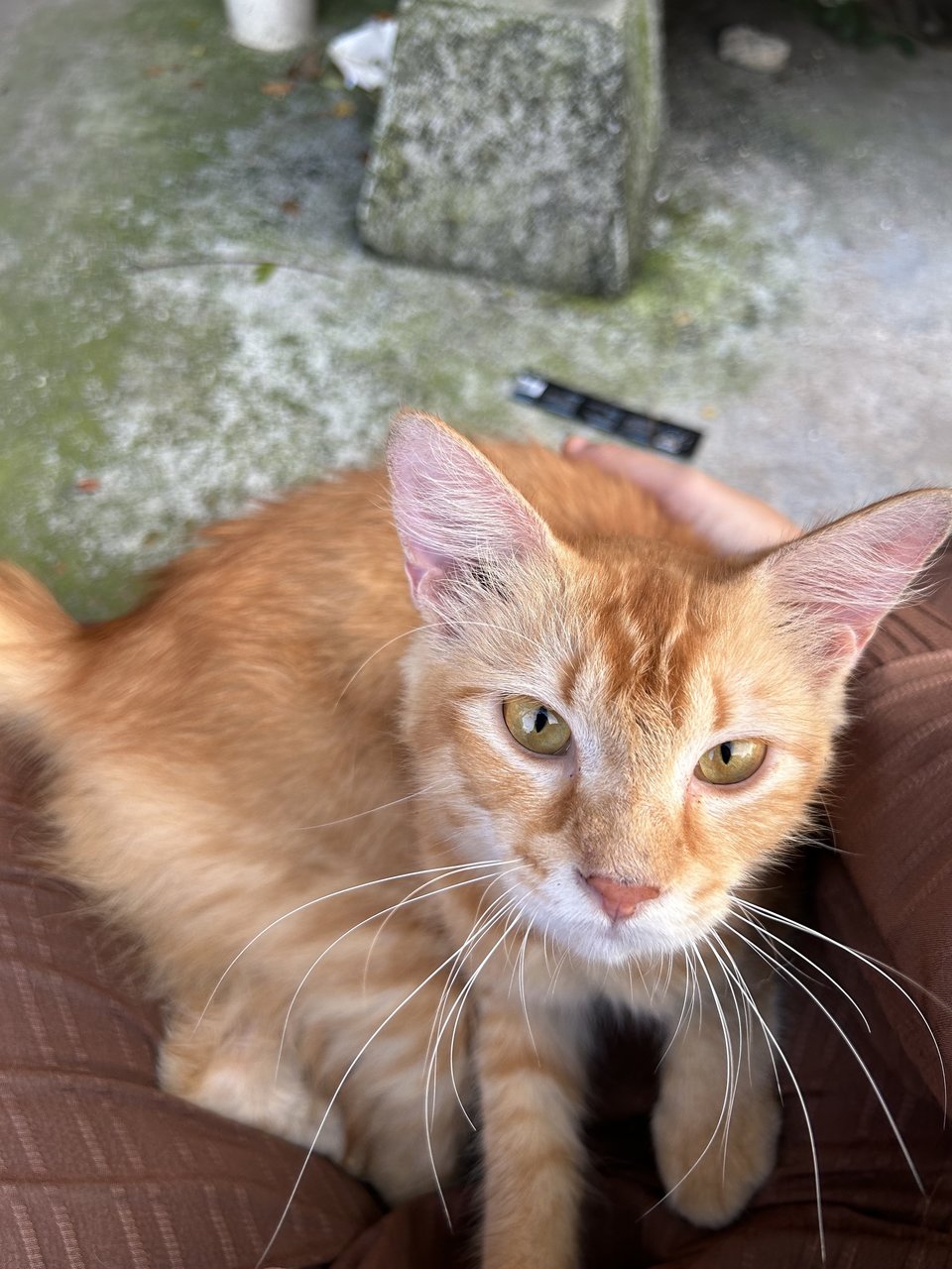 Oyen Manja - Domestic Long Hair + Domestic Medium Hair Cat