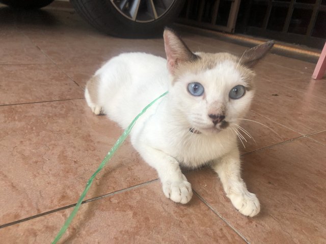 Maayavi  - Siamese + Snowshoe Cat