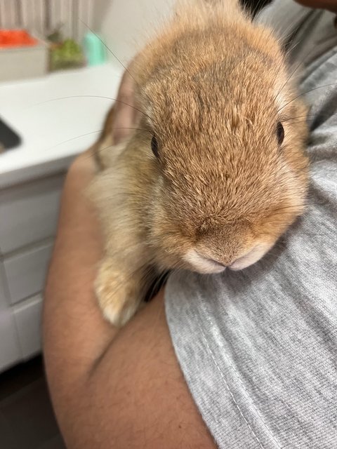 Flax &amp; Tulip (Female) - Lionhead + Dwarf Rabbit