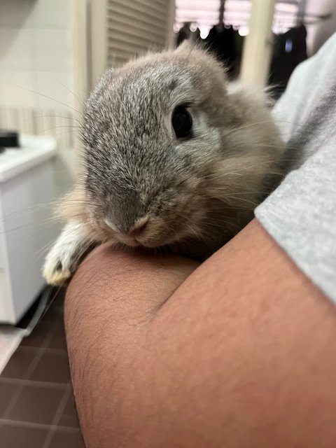 Flax &amp; Tulip (Female) - Lionhead + Dwarf Rabbit