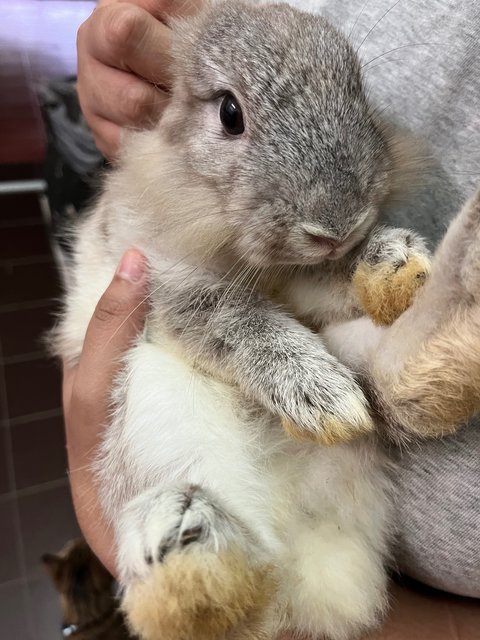 Flax &amp; Tulip (Female) - Lionhead + Dwarf Rabbit