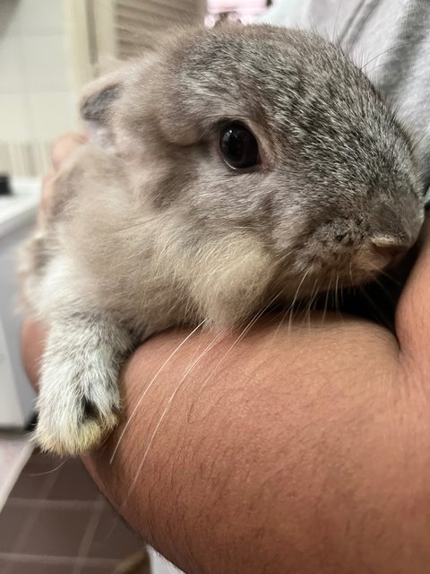 Flax &amp; Tulip (Female) - Lionhead + Dwarf Rabbit