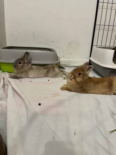 Flax &amp; Tulip (Female) - Lionhead + Dwarf Rabbit