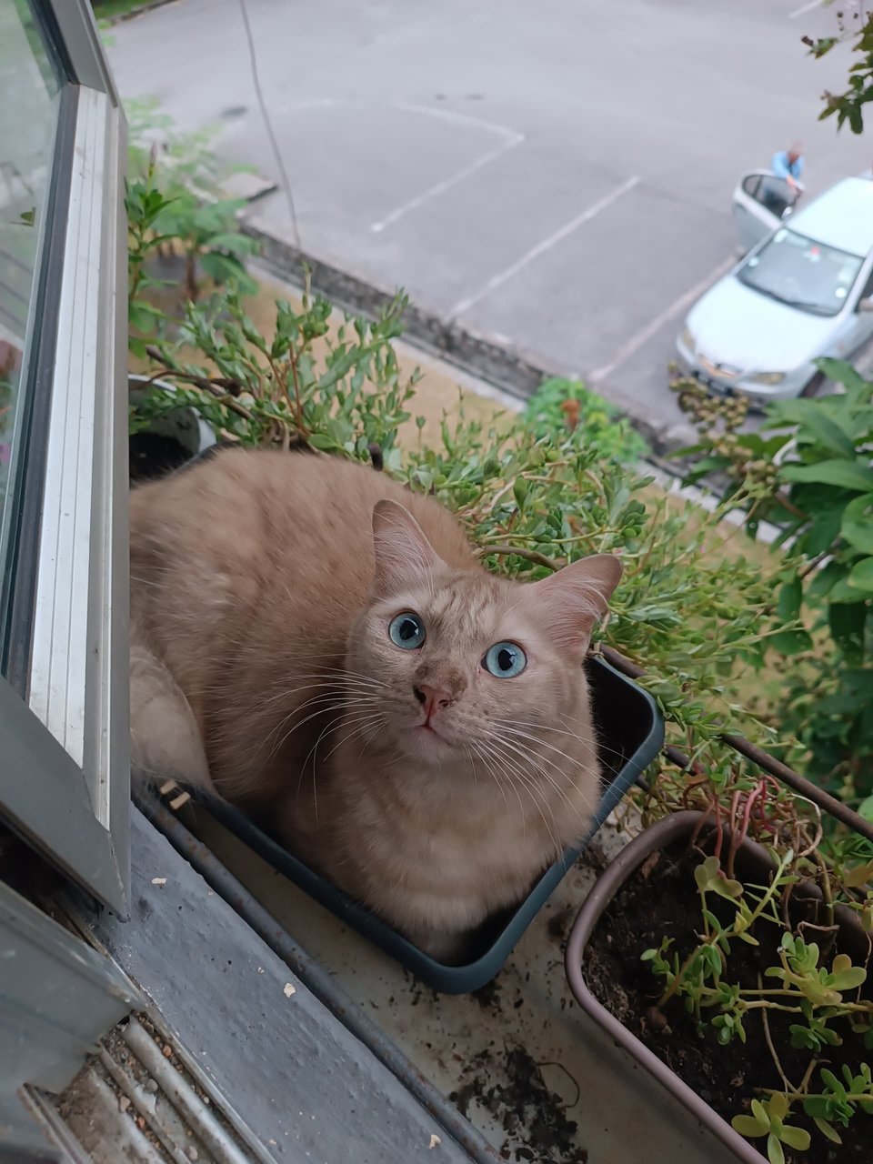 Miyo - Domestic Long Hair Cat