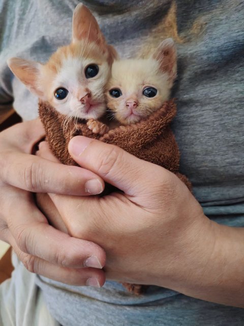 Biscoff &amp; Marshmallow - Domestic Short Hair Cat