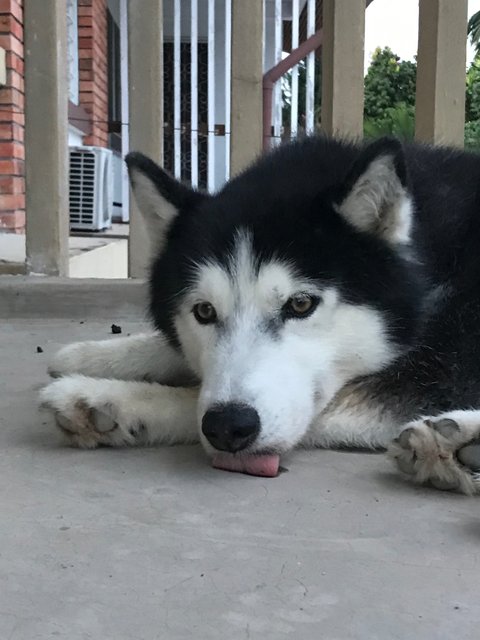 Ranger - Husky Dog