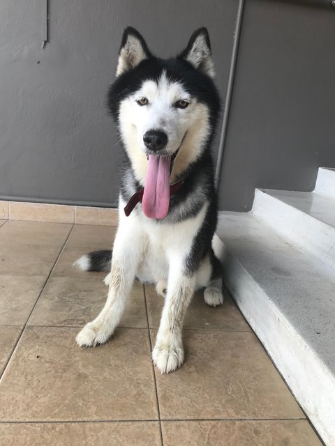 Ranger - Husky Dog