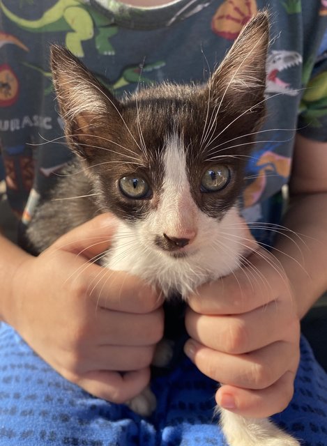 8 Week Old Kittens! - Domestic Short Hair + Domestic Medium Hair Cat