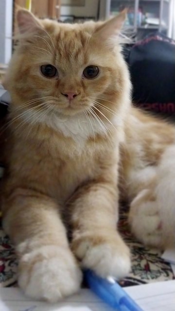 Orange Ragamuffin Kitten  - Ragdoll + Persian Cat