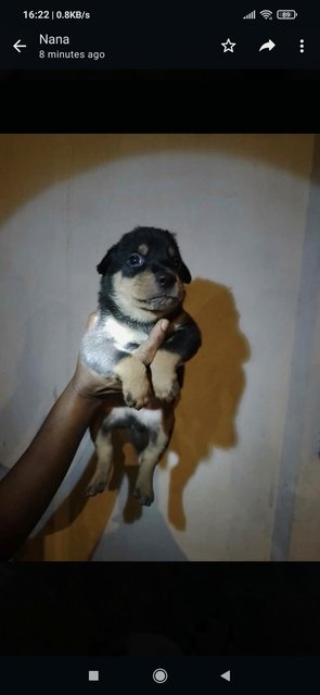 No Name  - Mixed Breed Dog