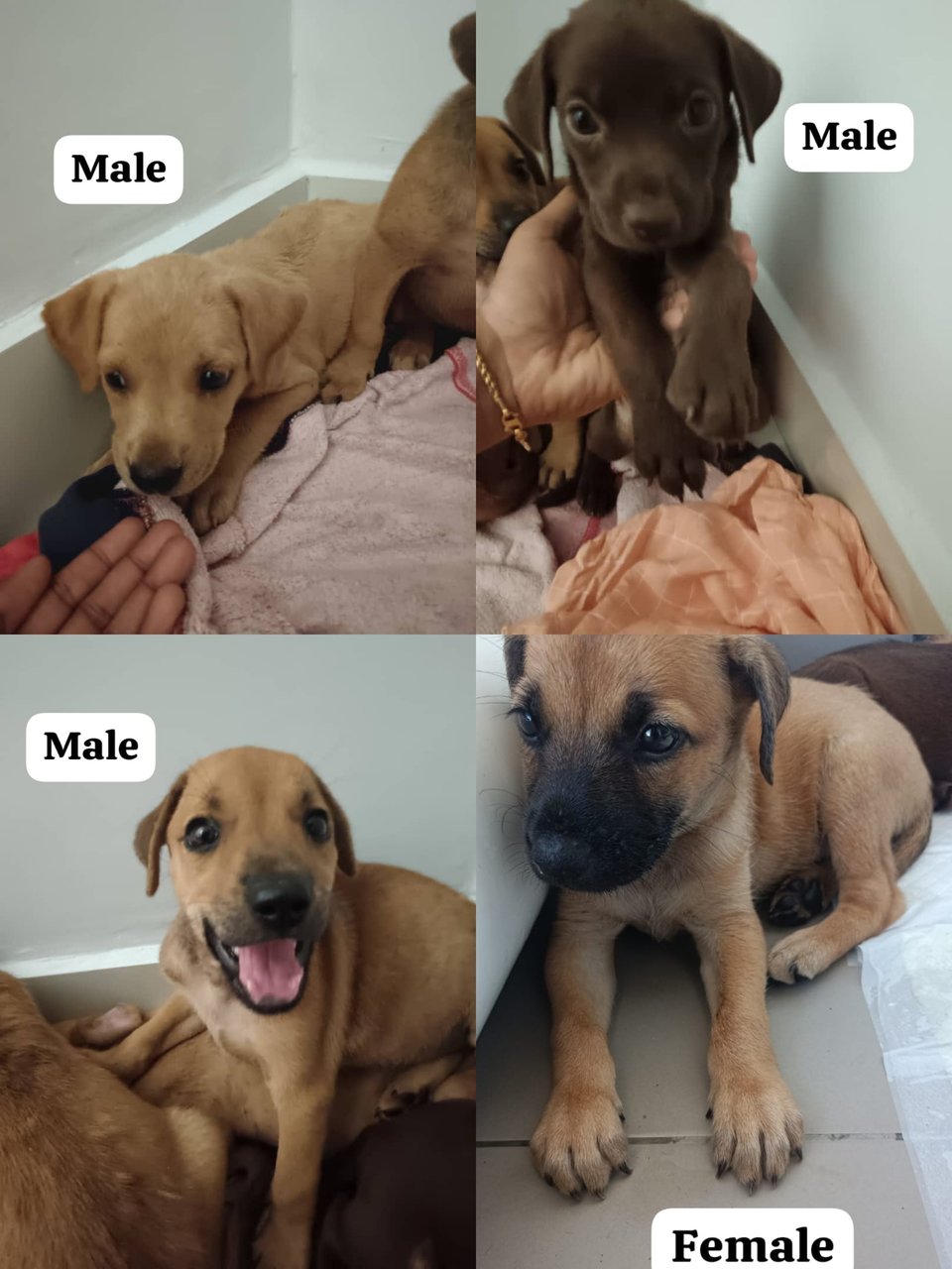 3 Male 1 Female Puppies For Adoption - Mixed Breed Dog