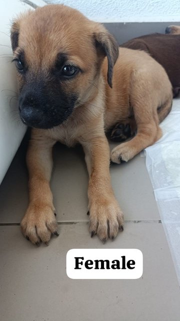 3 Male 1 Female Puppies For Adoption - Mixed Breed Dog