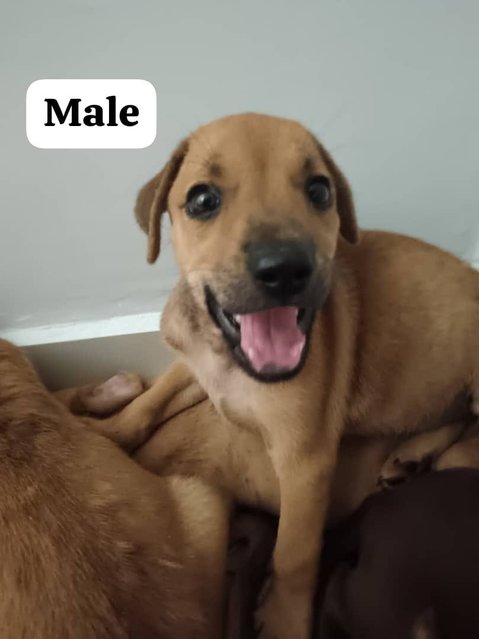 3 Male 1 Female Puppies For Adoption - Mixed Breed Dog