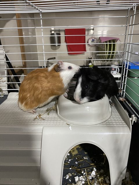 2 Guinea Pigs Including Large Cage  - Guinea Pig Small & Furry