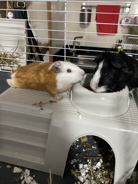 2 Guinea Pigs Including Large Cage  - Guinea Pig Small & Furry