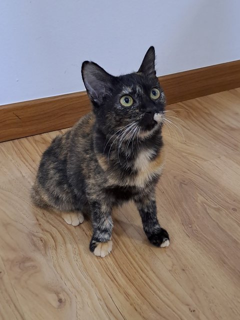 Rosemary  - Domestic Short Hair Cat