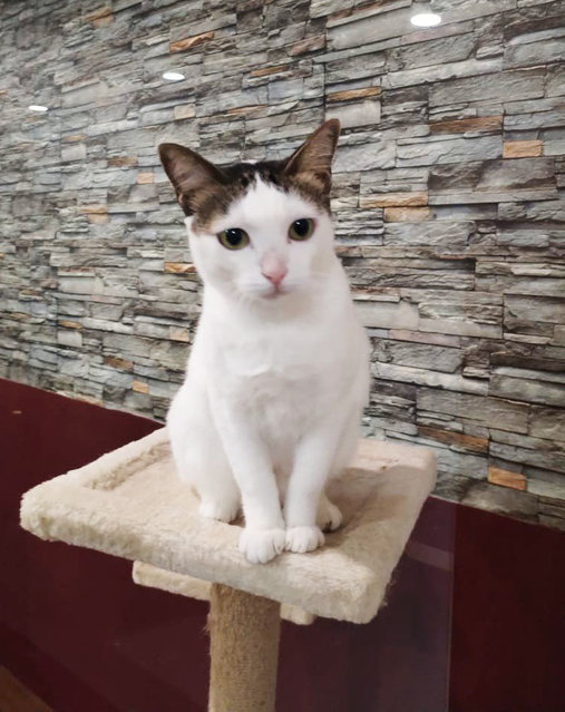 Putih  - Domestic Short Hair Cat