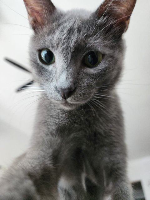 Bilo - Russian Blue + Domestic Short Hair Cat