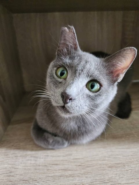 Bilo - Russian Blue + Domestic Short Hair Cat