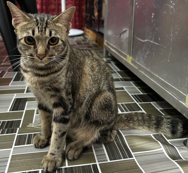 Belang  - Domestic Short Hair Cat