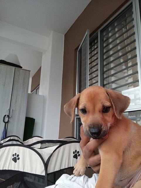 Meet Cookie 1 Month Charming Puppy - Mixed Breed Dog