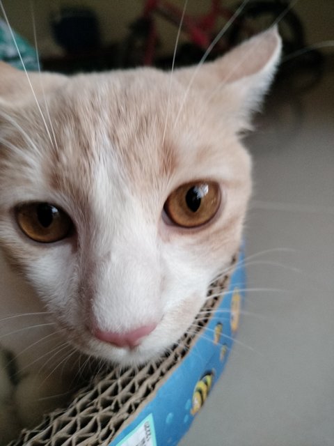 Sponey - Domestic Medium Hair Cat