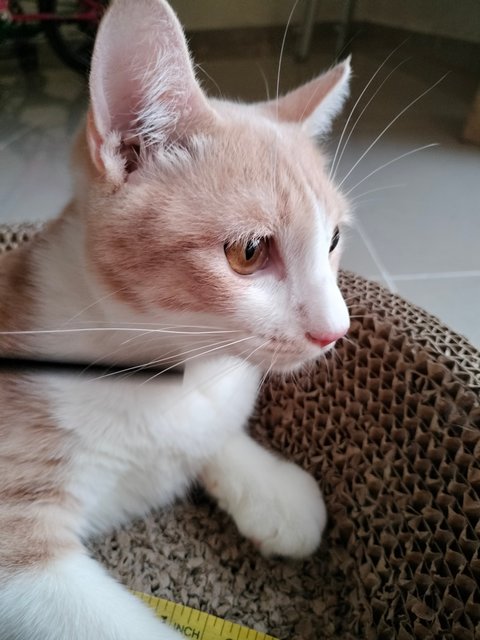 Sponey - Domestic Medium Hair Cat