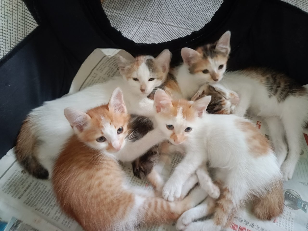 3 Cute Kittens - Domestic Medium Hair Cat