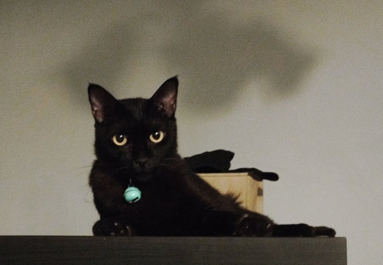 Mars - Bombay Cat