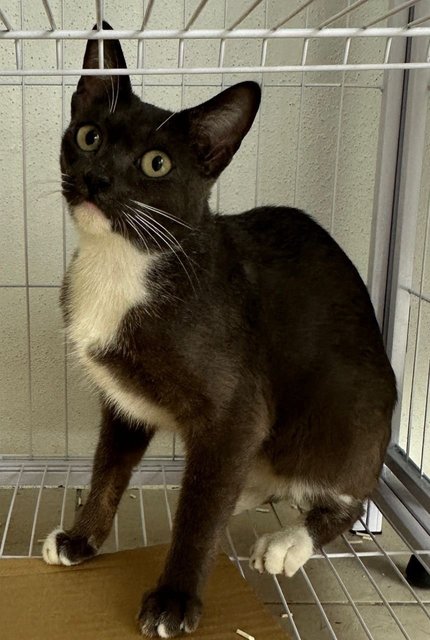 Black - Domestic Short Hair Cat