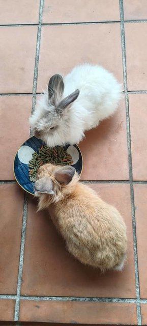 Lion Head Rabbit  - Lionhead Rabbit