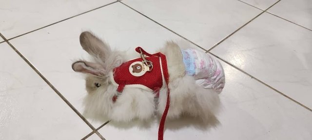 Lion Head Rabbit  - Lionhead Rabbit