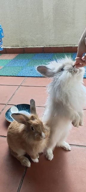 Lion Head Rabbit  - Lionhead Rabbit