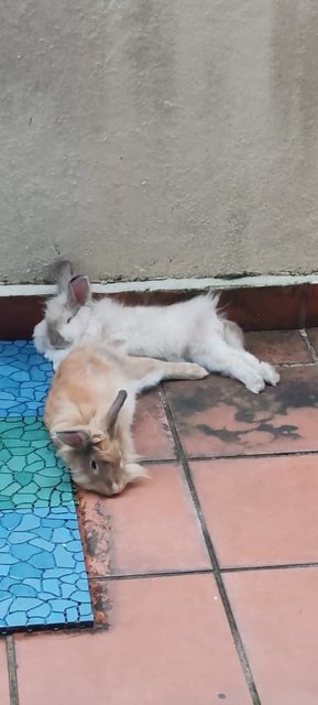 Lion Head Rabbit  - Lionhead Rabbit