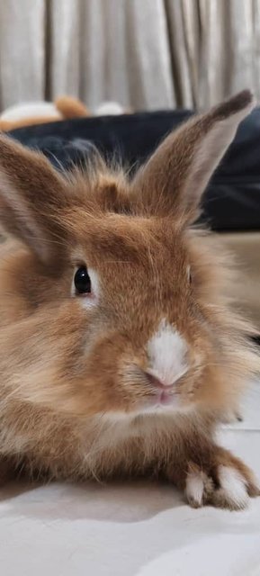 Lion Head Rabbit  - Lionhead Rabbit