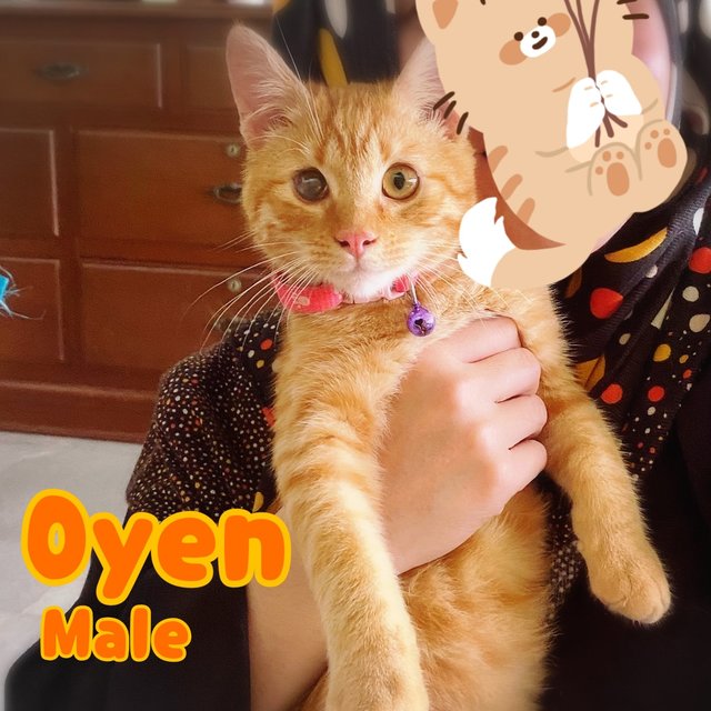Oyen 😸 - Domestic Short Hair + Tabby Cat