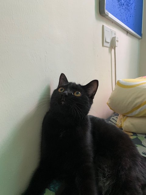 Kiki - Domestic Short Hair Cat