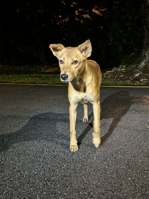 Sweet Pea - Mixed Breed Dog