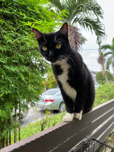 Eri - Tuxedo + Domestic Short Hair Cat