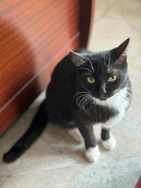 Eri - Tuxedo + Domestic Short Hair Cat