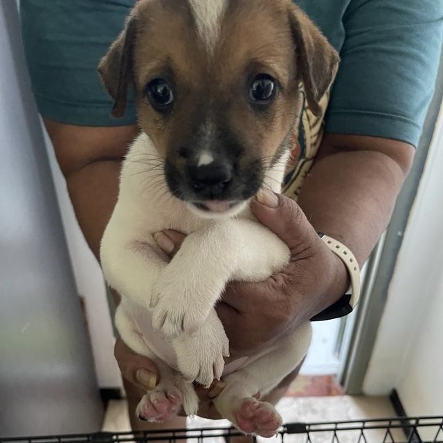 Puppies For Adoption (Free) - Mixed Breed Dog