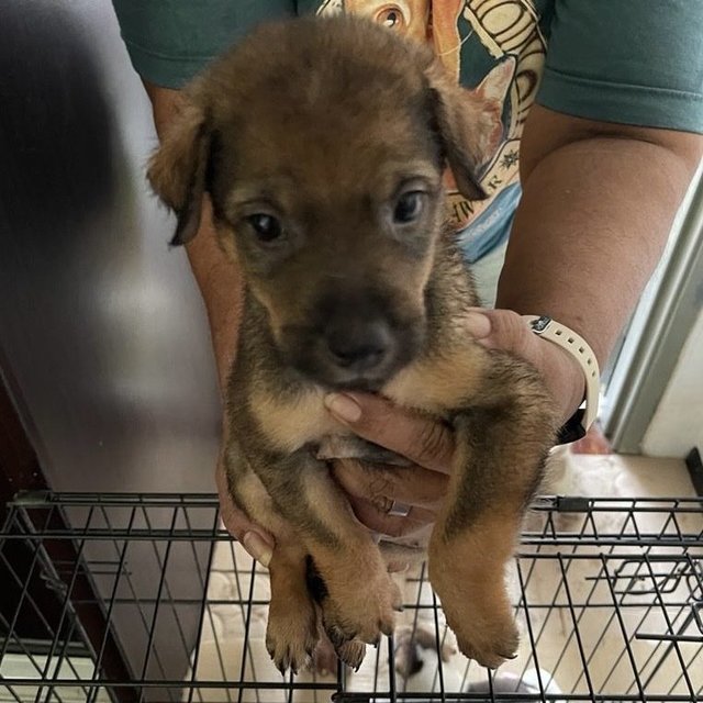 Puppies For Adoption (Free) - Mixed Breed Dog