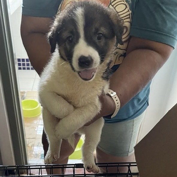 Puppies For Adoption (Free) - Mixed Breed Dog